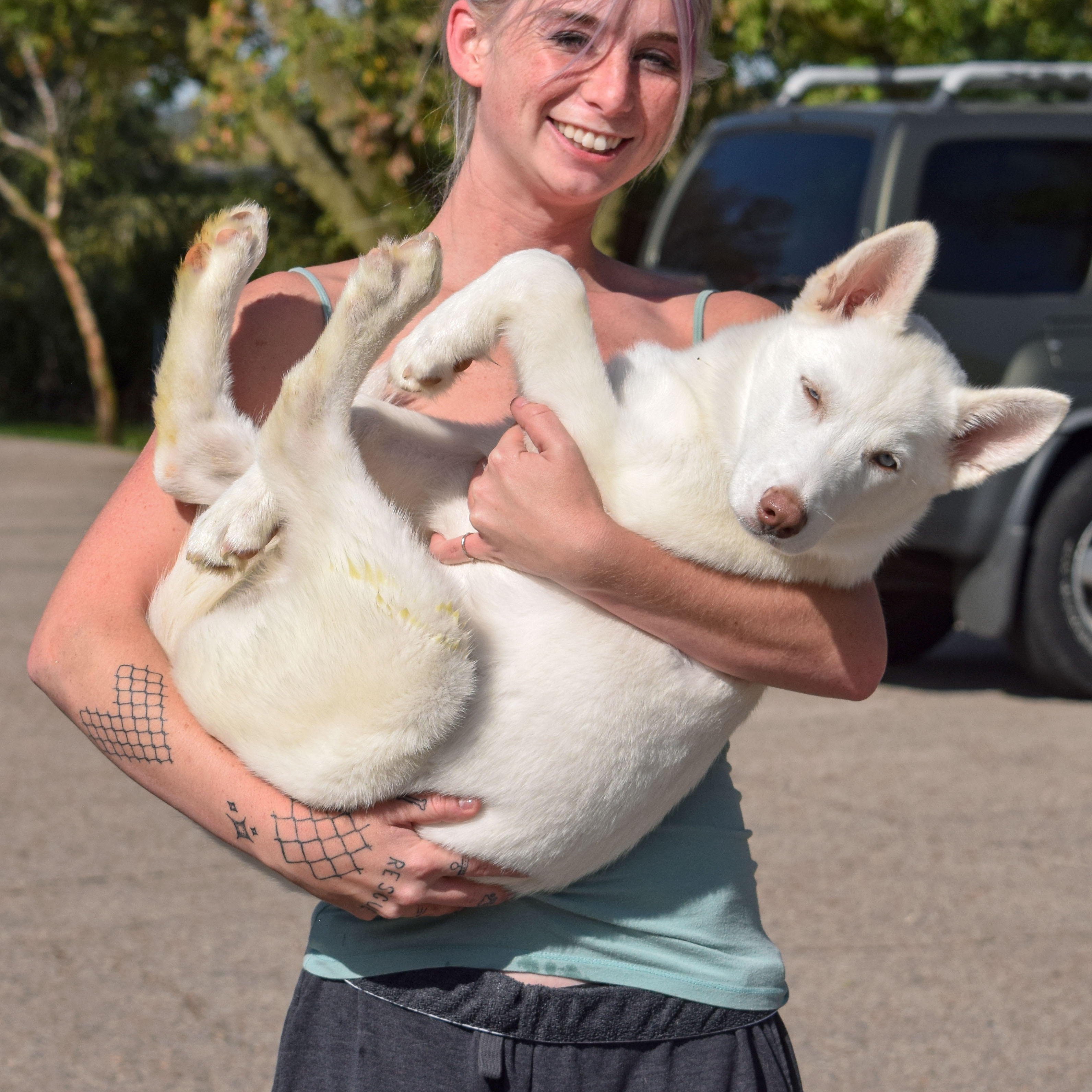 Maru, an adoptable Husky in Huntley, IL, 60142 | Photo Image 9