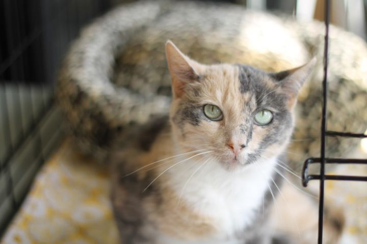 Daisy, an adoptable Dilute Calico & Domestic Short Hair Mix in Middle Village, NY_image-1