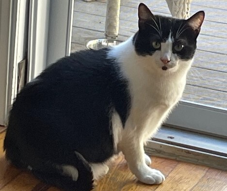 Cheyenne, an adoptable American Shorthair in Braintree, MA, 02185 | Photo Image 1