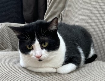 Cheyenne, an adoptable American Shorthair in Braintree, MA, 02185 | Photo Image 3