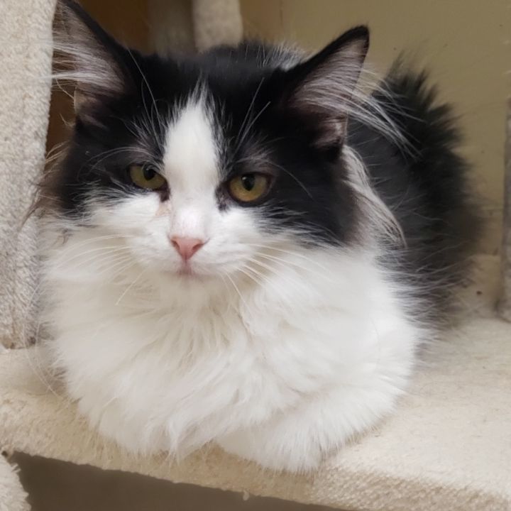 Samantha, an adoptable Domestic Medium Hair in Naperville, IL_image-1