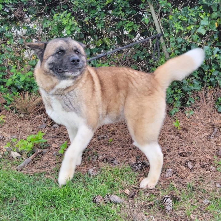 Petfinder akita hot sale