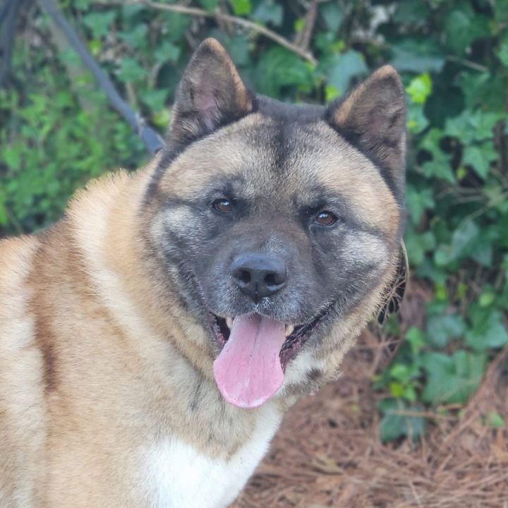 Petfinder akita hot sale