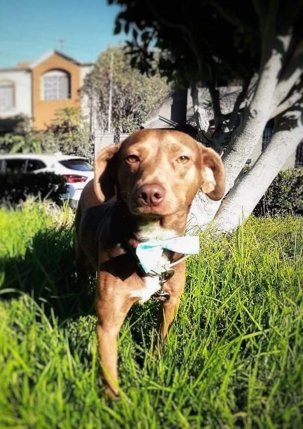 Rudy, an adopted Labrador Retriever & Dachshund Mix in San Diego, CA_image-2