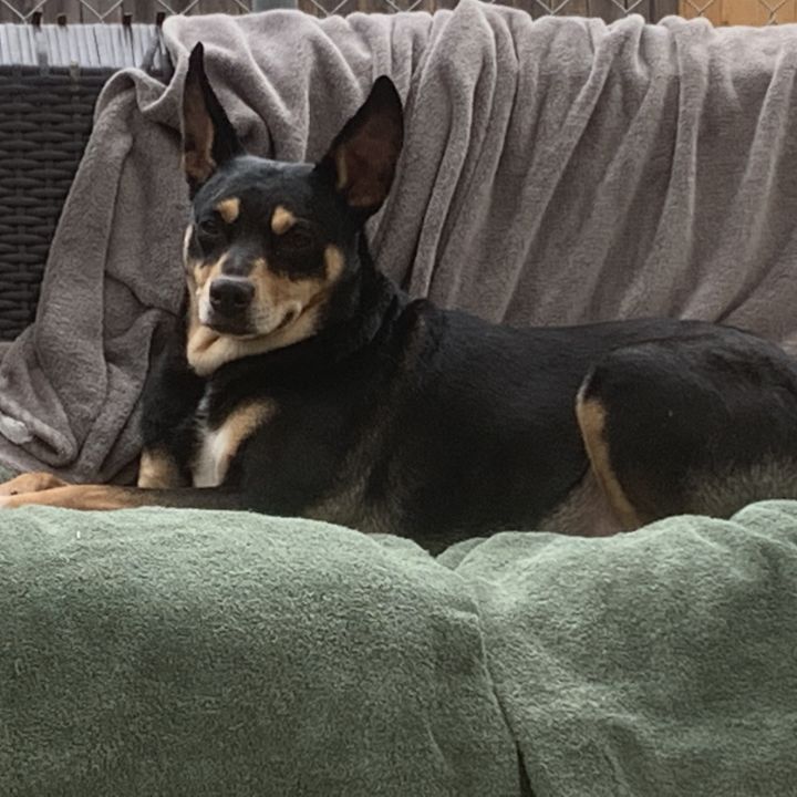 Angie, an adopted Miniature Pinscher & Cattle Dog Mix in San Diego, CA_image-1