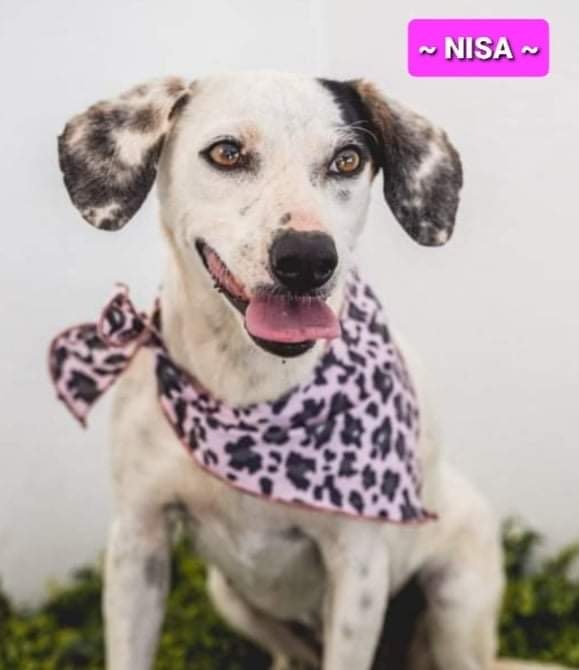 Nisa, an adopted Dalmatian & Labrador Retriever Mix in San Diego, CA_image-2