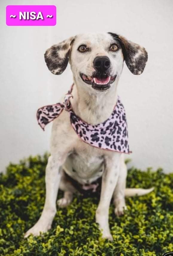 Nisa, an adopted Dalmatian & Labrador Retriever Mix in San Diego, CA_image-5