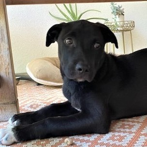 Bruno, an adopted Labrador Retriever & Terrier Mix in San Diego, CA_image-1