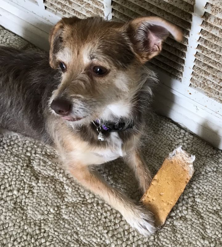 Mattie, an adopted Terrier Mix in San Diego, CA_image-3
