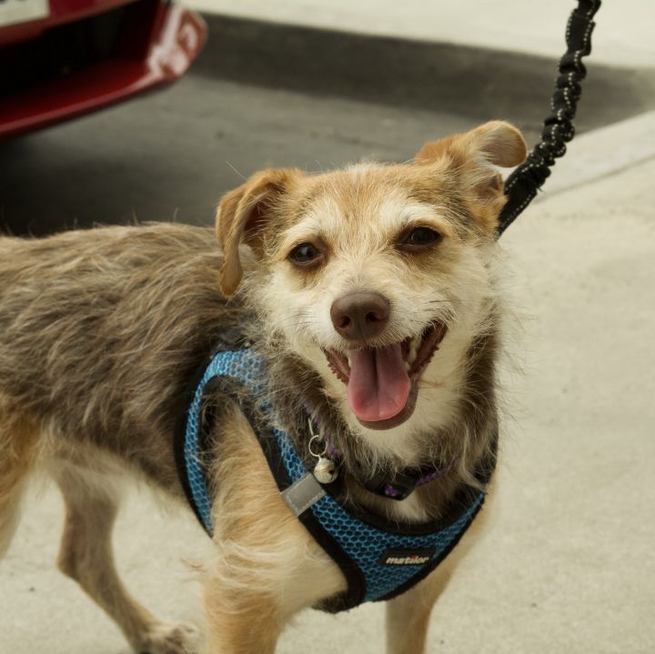 Mattie, an adopted Terrier Mix in San Diego, CA_image-5