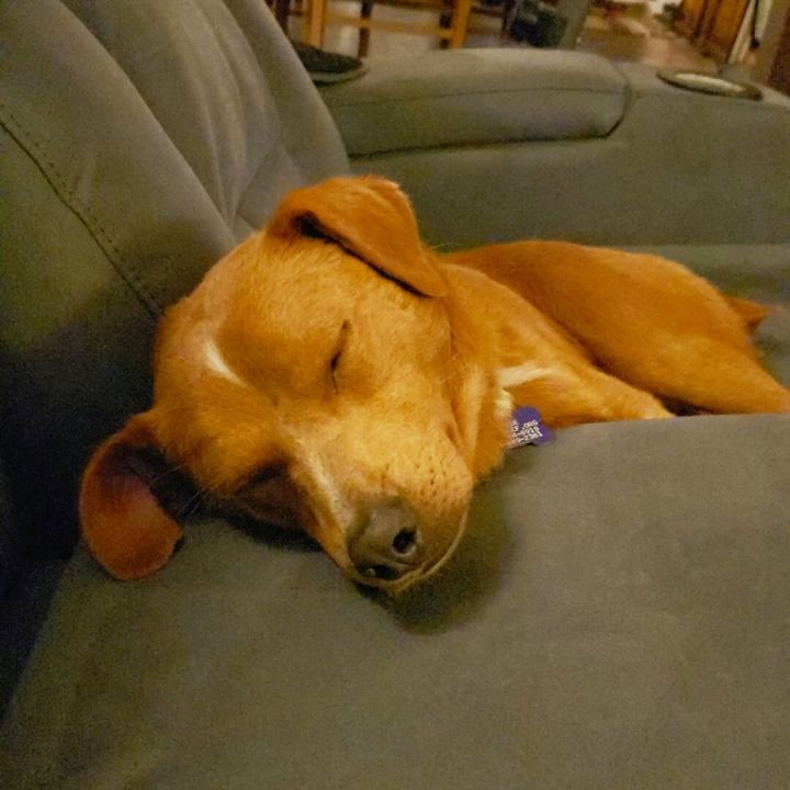 Stuart, an adopted Labrador Retriever Mix in San Diego, CA_image-2