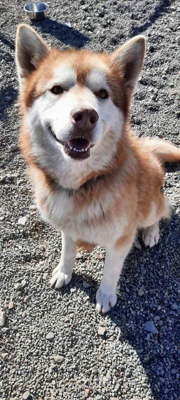 Jax, an adoptable Siberian Husky in Yreka, CA, 96097 | Photo Image 1