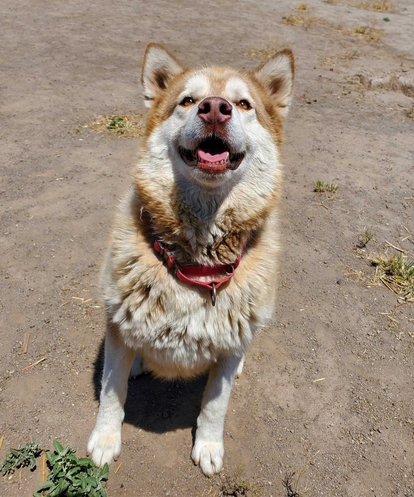 Jax, an adoptable Siberian Husky in Yreka, CA, 96097 | Photo Image 2