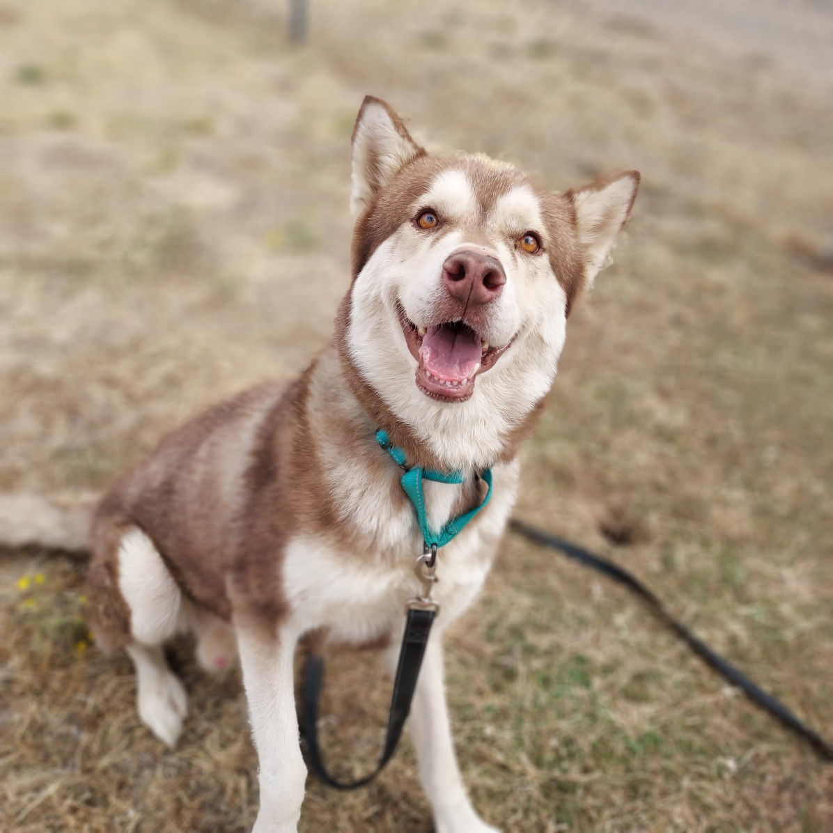 Jax, an adoptable Siberian Husky in Yreka, CA, 96097 | Photo Image 3