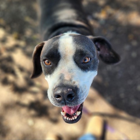 Bethany JuM*, an adoptable Basset Hound, Australian Cattle Dog / Blue Heeler in Austin, TX, 78701 | Photo Image 1