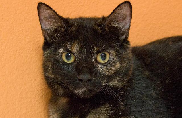 Jasmine, an adoptable Domestic Short Hair in Fulton, TX, 78358 | Photo Image 2