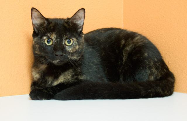 Jasmine, an adoptable Domestic Short Hair in Fulton, TX, 78358 | Photo Image 3