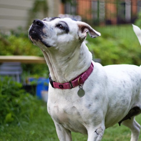 London 20394, an adoptable American Bulldog in Cumming, GA, 30040 | Photo Image 1