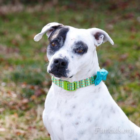 London 20394, an adoptable American Bulldog in Cumming, GA, 30040 | Photo Image 2