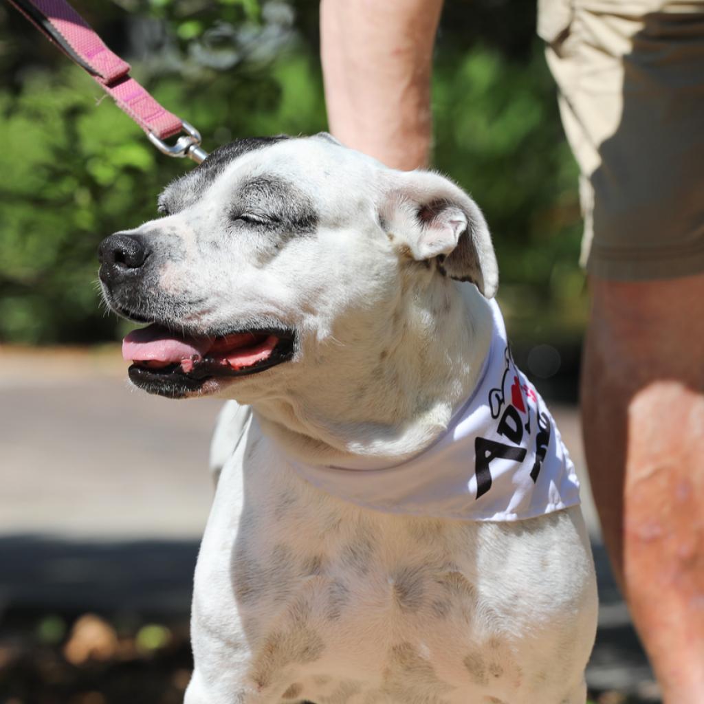 London 20394, an adoptable American Bulldog in Cumming, GA, 30040 | Photo Image 2