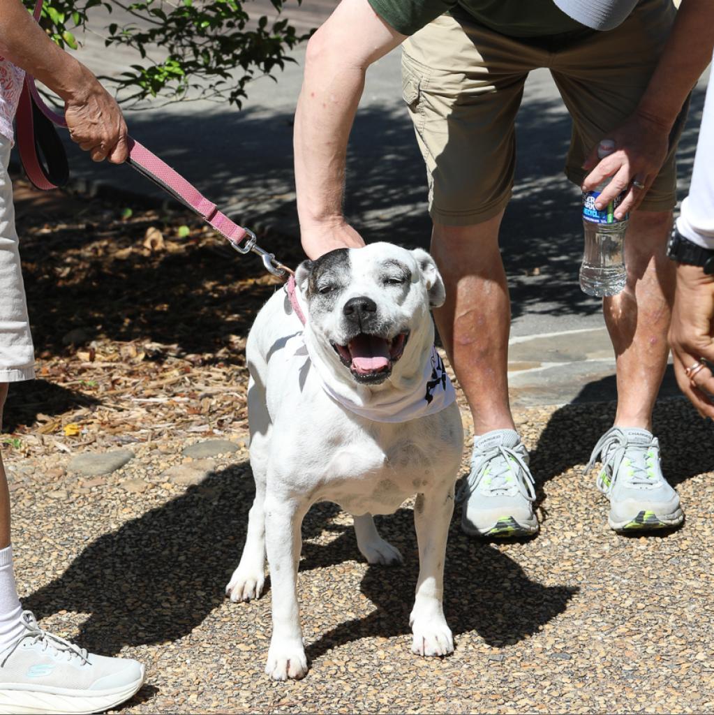 London 20394, an adoptable American Bulldog in Cumming, GA, 30040 | Photo Image 3