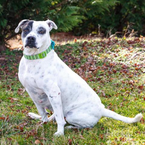 London 20394, an adoptable American Bulldog in Cumming, GA, 30040 | Photo Image 3