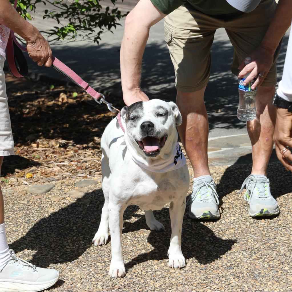 London 21230, an adoptable American Bulldog in Cumming, GA, 30040 | Photo Image 3