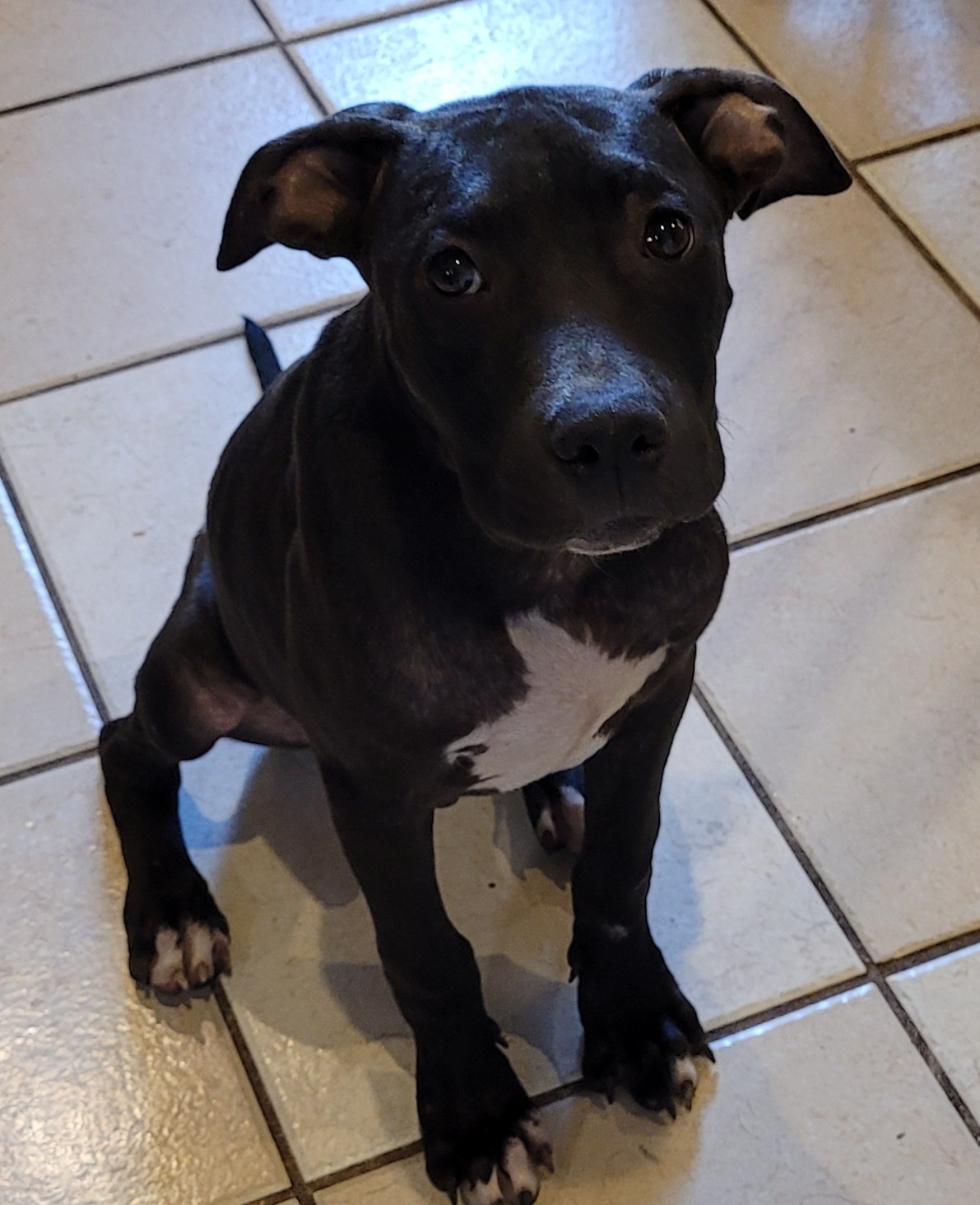Doobie, an adoptable American Bulldog, Terrier in Chiefland, FL, 32626 | Photo Image 2