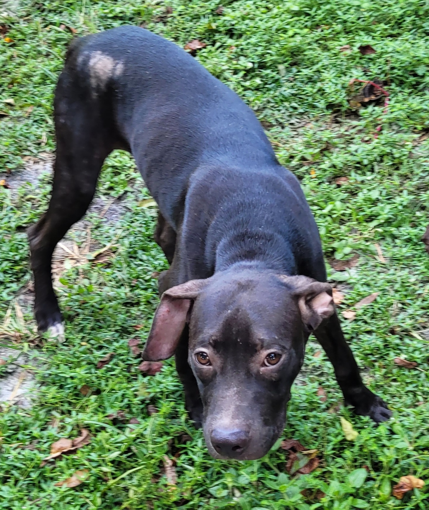 Doobie, an adoptable American Bulldog, Terrier in Chiefland, FL, 32626 | Photo Image 3