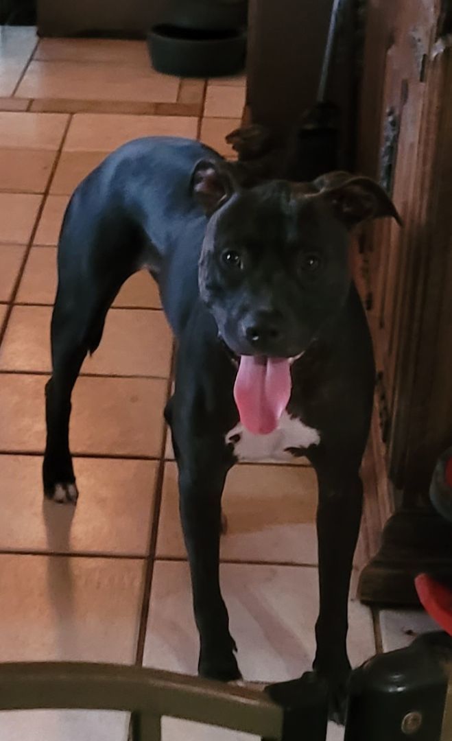 Doobie, an adoptable American Bulldog, Terrier in Chiefland, FL, 32626 | Photo Image 4
