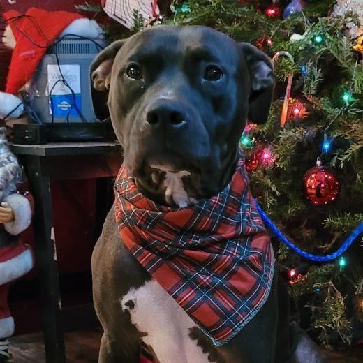 Doobie, an adoptable American Bulldog, Terrier in Chiefland, FL, 32626 | Photo Image 1
