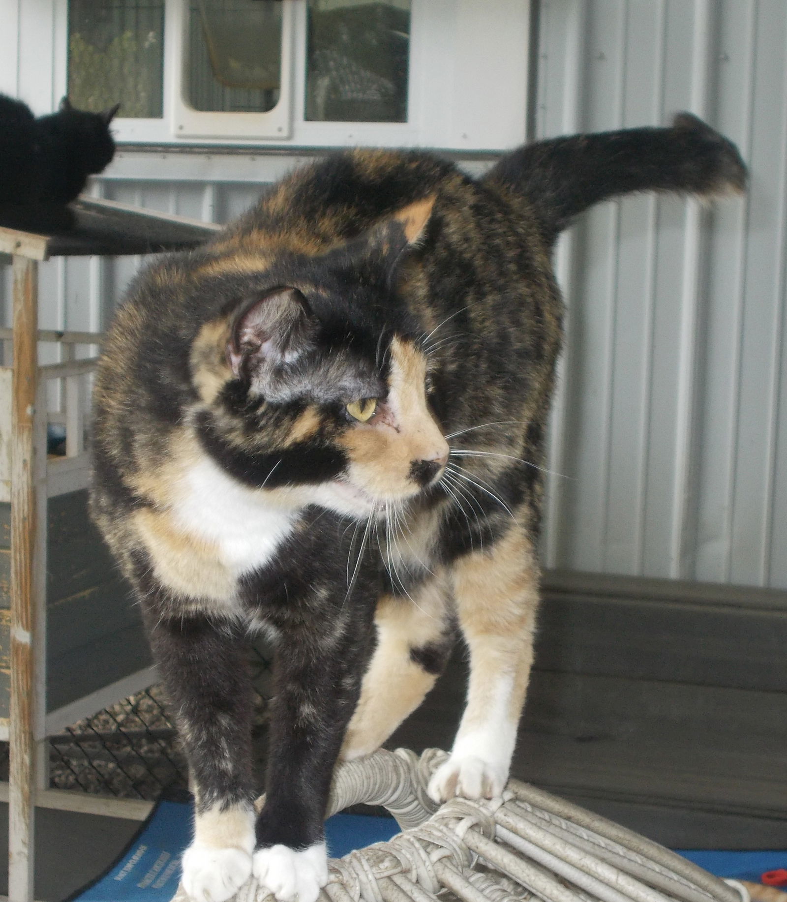 Smores, an adoptable American Shorthair in Naples, FL, 34116 | Photo Image 1