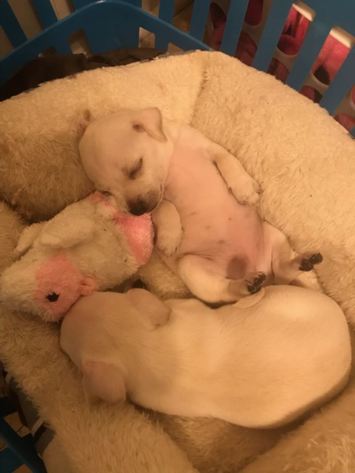 Four Puppies  3