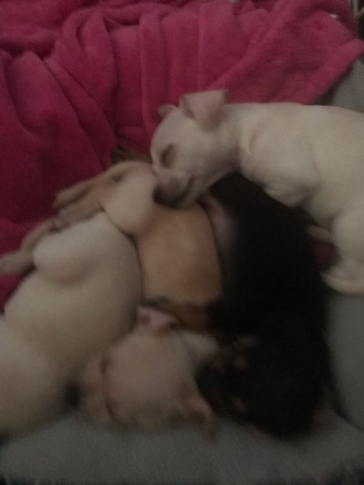 Four Puppies  5