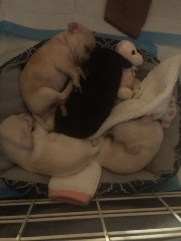 Four Puppies  6