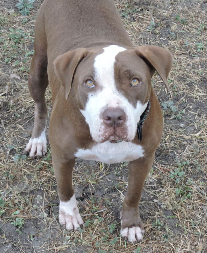 JJ- courtesy listing , an adoptable Pit Bull Terrier in Uvalde, TX_image-2