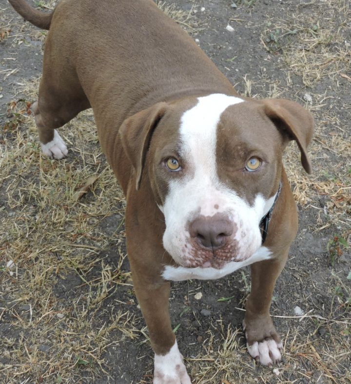 JJ- courtesy listing , an adoptable Pit Bull Terrier in Uvalde, TX_image-4