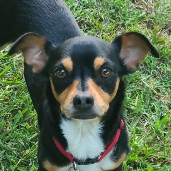 Dog for adoption - CONNER, a Chiweenie & Chihuahua Mix in Grand Prairie ...