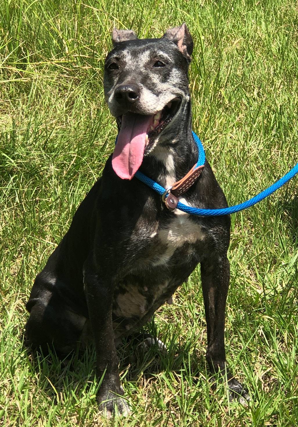Elsie , an adoptable Terrier in Simsbury, CT, 06070 | Photo Image 3