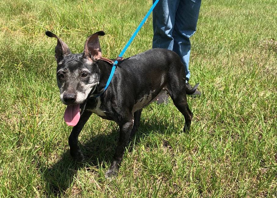 Elsie, an adoptable Terrier in Troy, NY, 12180 | Photo Image 5