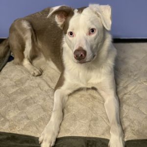 Winston - Deaf Dogs Hear with Their Hearts