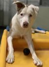 Winston - Deaf Dogs Hear with Their Hearts