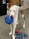 Winston - Deaf Dogs Hear with Their Hearts