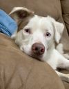 Winston - Deaf Dogs Hear with Their Hearts
