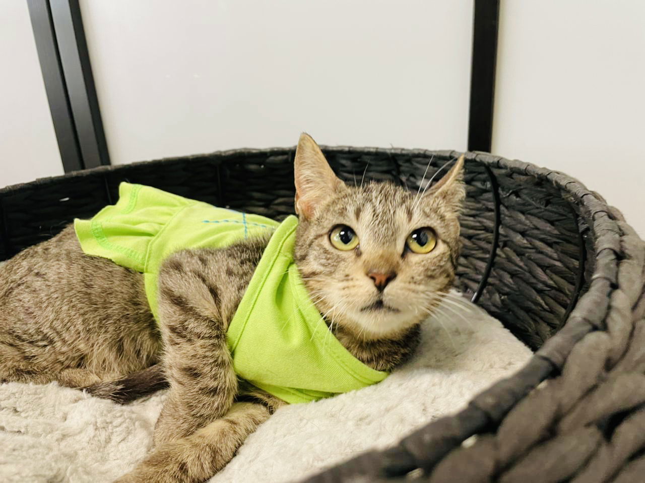 Valeria, an adoptable Domestic Short Hair in Margate, FL, 33068 | Photo Image 1