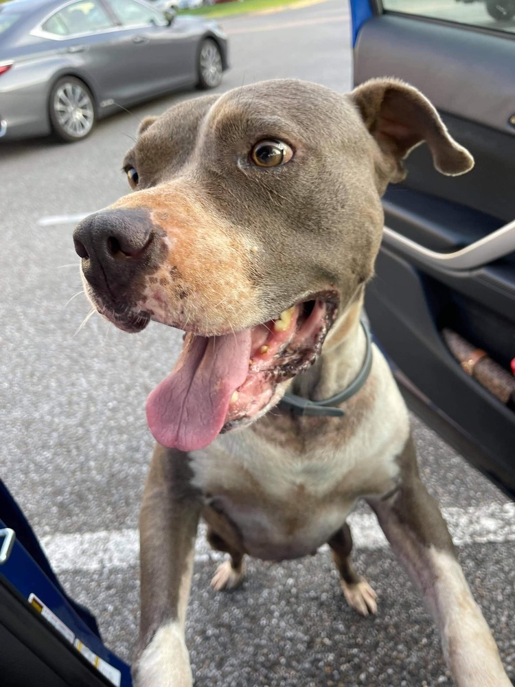 Ox, an adoptable Pit Bull Terrier in Troy, AL, 36081 | Photo Image 2