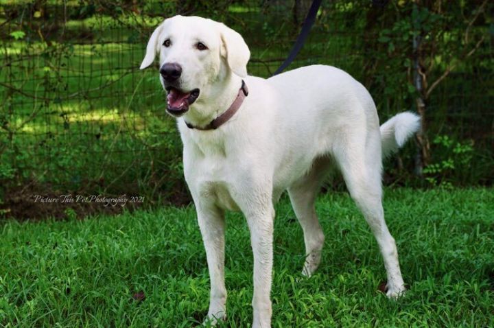 Nala  2