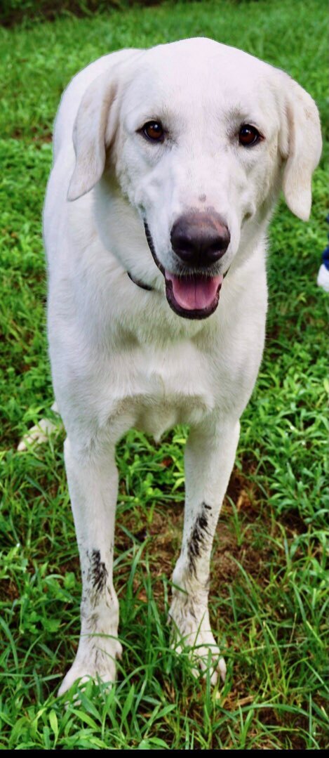 Nala  4