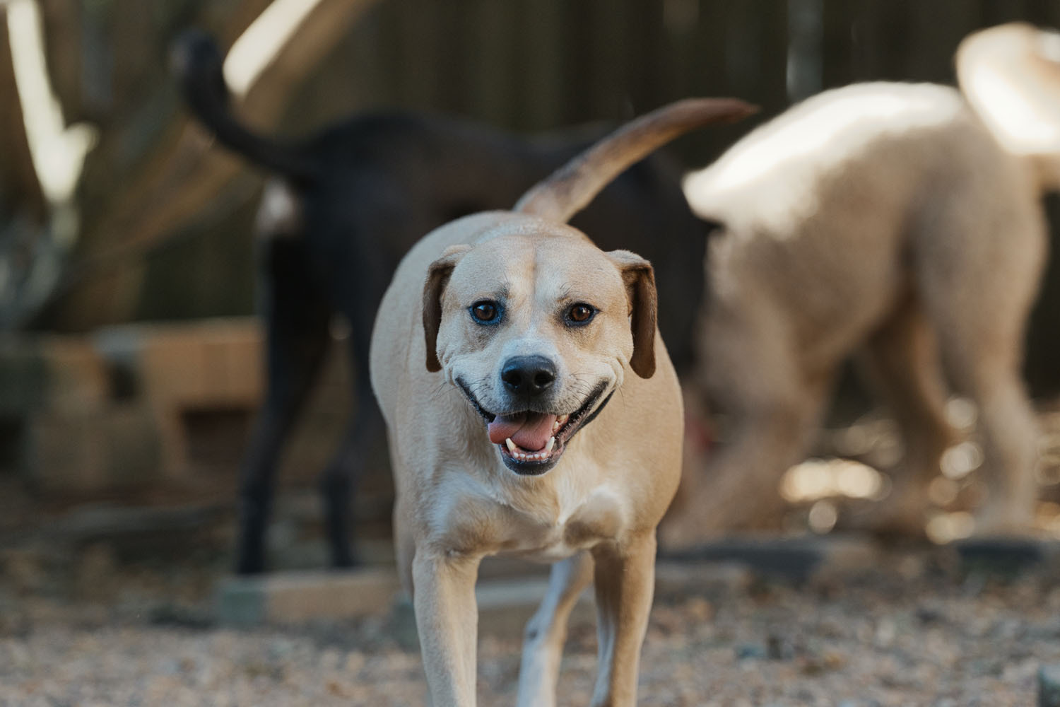 Kirby, an adoptable Labrador Retriever, American Staffordshire Terrier in Chamblee, GA, 30341 | Photo Image 2