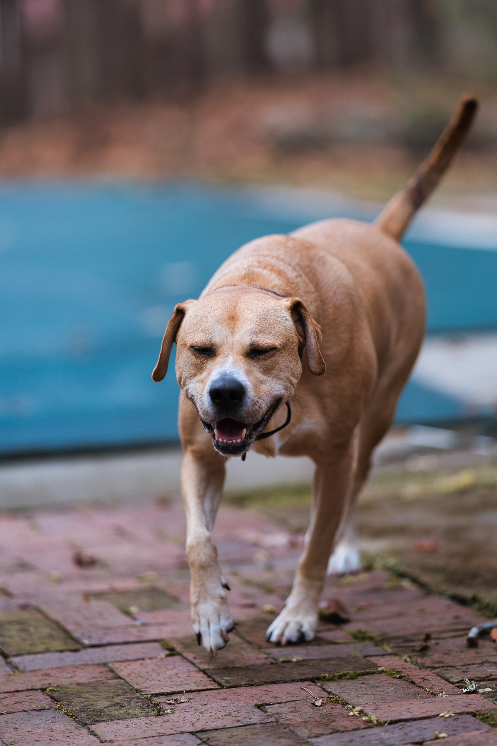 Kirby, an adoptable Labrador Retriever, American Staffordshire Terrier in Chamblee, GA, 30341 | Photo Image 3